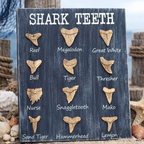 Shark tooth display with labels against a nautical background