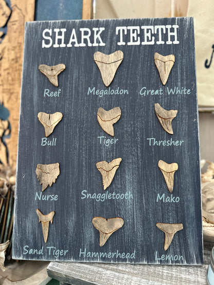 Shark Teeth Bundle P2598