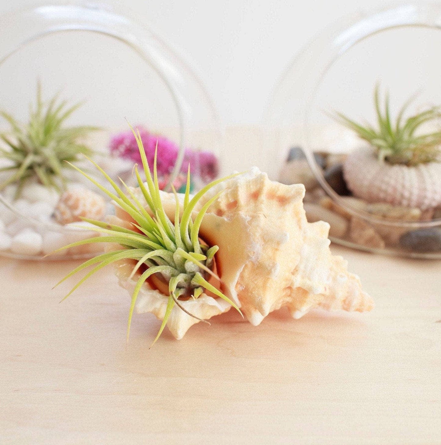 Shell Air Plant Gift